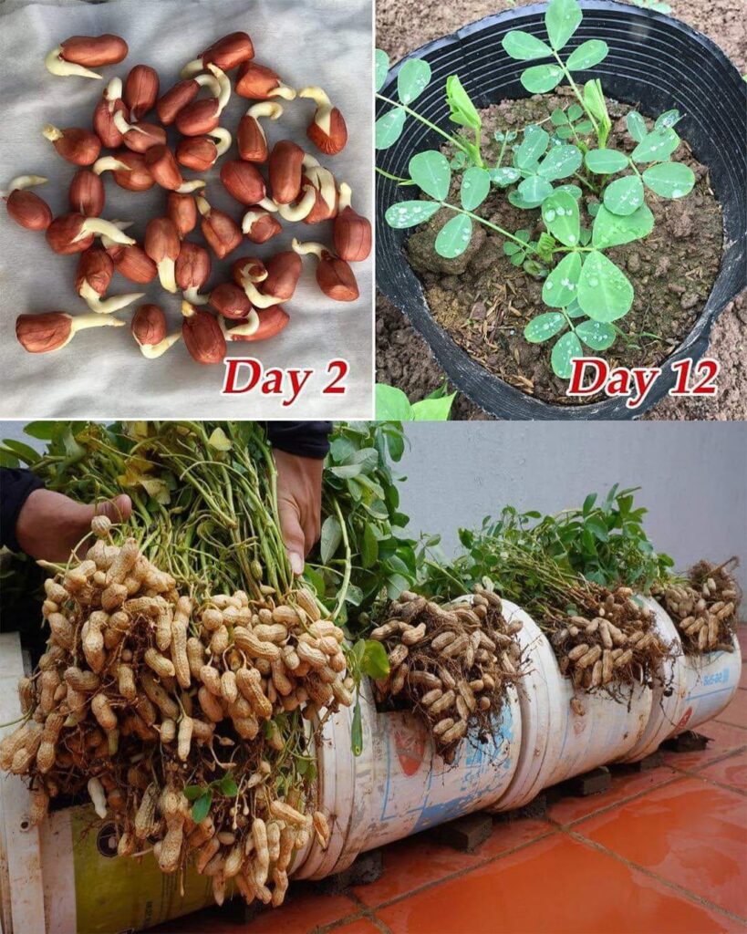 How to choose good seedlings