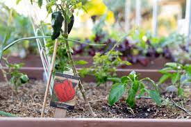 How To Keep Bugs Out Of Vegetable Garden Naturally
